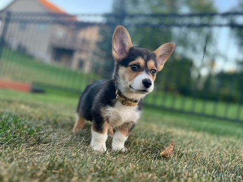 Gizmo