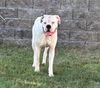 adoptable Dog in , MN named Misun