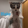 Blake