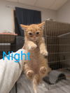 Night