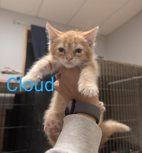 Cloud