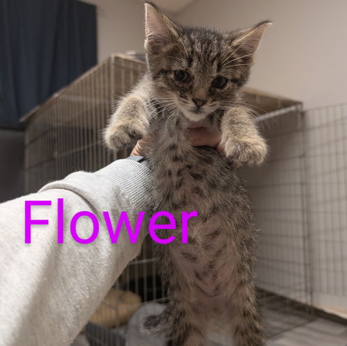 Flower