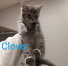 Clover