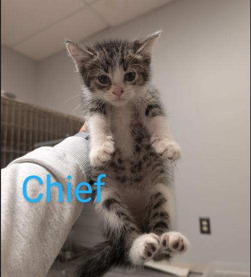 Chief