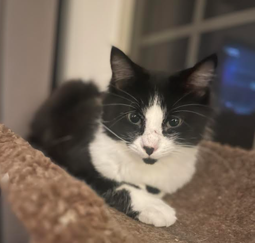 Rosie