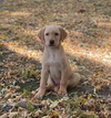 adoptable Dog in Minneapolis, MN named Peter