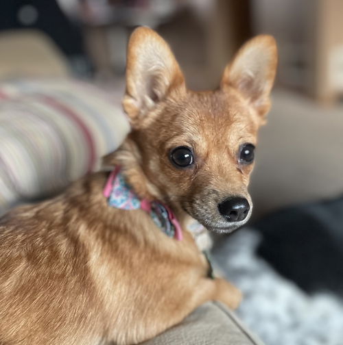 Maple