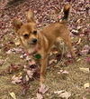 Maple