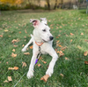 adoptable Dog in Minneapolis, MN named Spankie