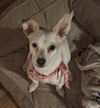 Phoebe