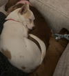Phoebe