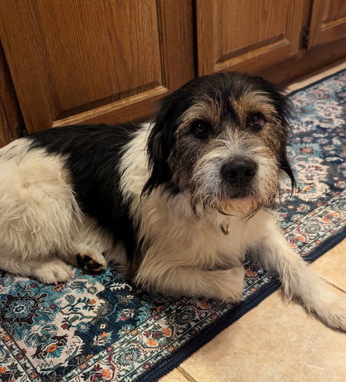Winston