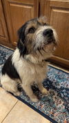 Winston