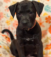 Beau