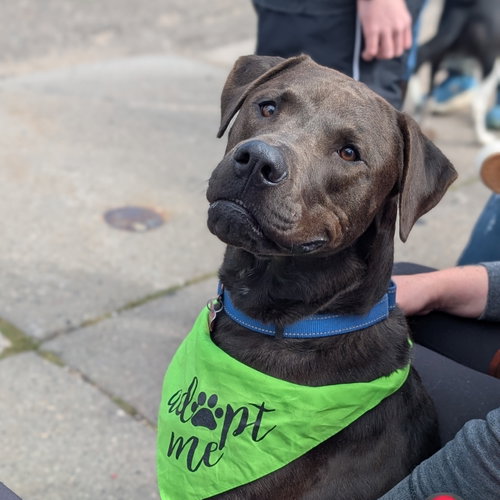 Beau, a dog for adoption from No Dog Left Behind