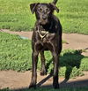 adoptable Dog in minneapolis, MN named Casanova