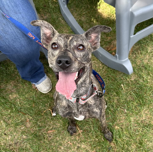 picture of the dog needing adoption