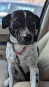 Lacie