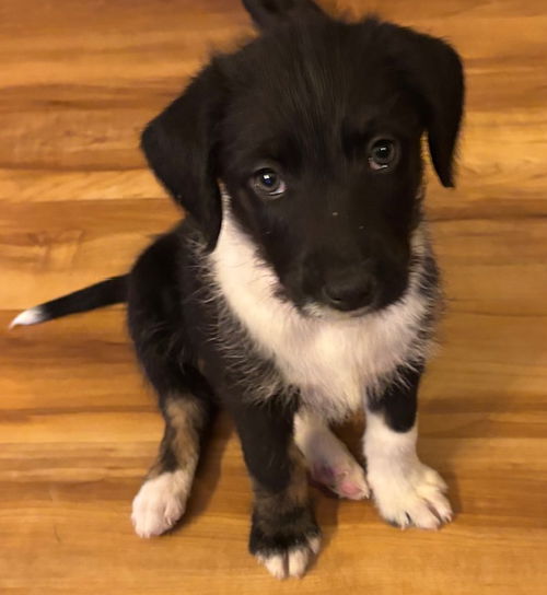 Axel