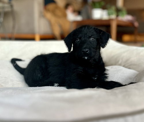 Amelia