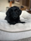 Addie