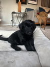 Addie