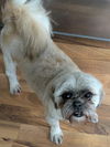Bella Boo