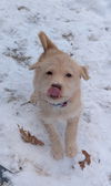 Glinda