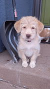 Glinda