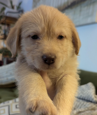 Glinda