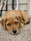 Nugget