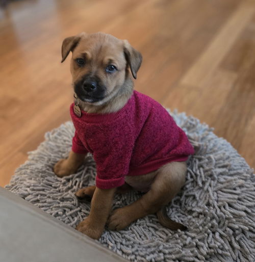 Penelope