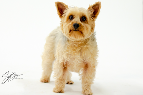 Coco
