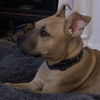 Enzo