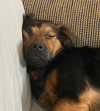Reggie
