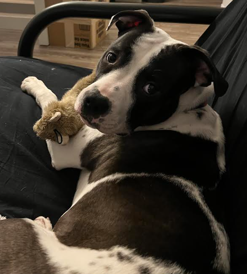 Kanga