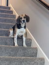 Benny
