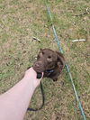 Lola