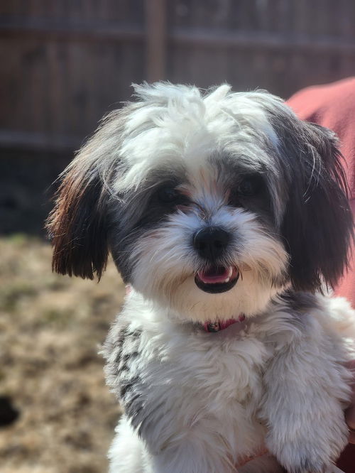 Oreo
