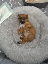 Baxter