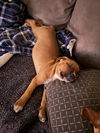 Baxter