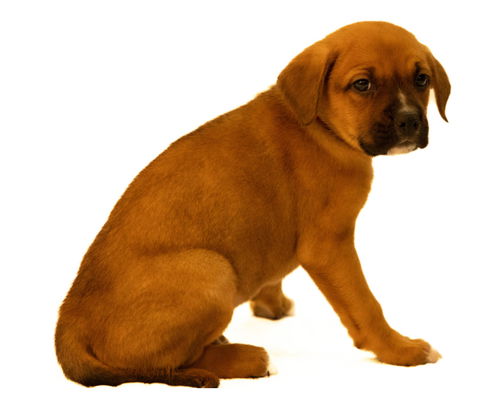 Brutus