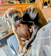 Brutus