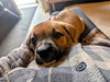 Brutus