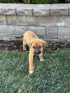 Brutus