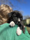 Ollie Love