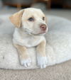 Snowball Biscuit