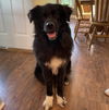 Ripley