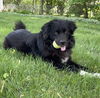 Ripley