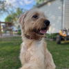 Henry